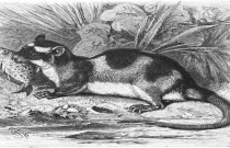 Conheçam o único marsupial adaptado a vida semi-aquática: a cuíca-d’água