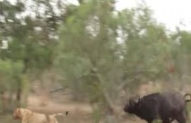 Búfalo furioso luta com leão faminto para proteger o rebanho