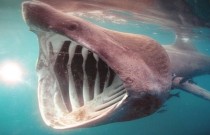 Descubra 5 tubarões extraordinários que você não conhecia