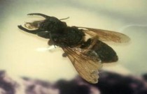 A redescoberta da maior abelha do mundo