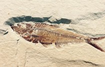 Quais são os métodos para saber a idade e a morfologia dos fósseis?