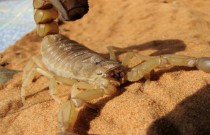 O que você deve fazer se encontrar um escorpião em sua casa?