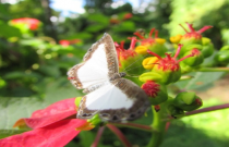 Qual a diferença entre borboletas e mariposas?
