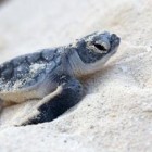 Aquecimento global faz com que quase todo filhote de tartaruga marinha na Flórida seja fêmea