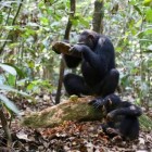 Nova análise de ferramentas de pedra de chimpanzés mostra cultura material diversa