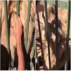 Homem acaricia leão dentro de jaula e uma tragédia quase acontece