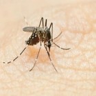 Qual o melhor repelente para a dengue? Dois tipos que protegem contra mosquito