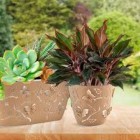 Dez plantas que decoram a casa e fazem maravilhas pela saúde