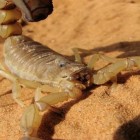 O que você deve fazer se encontrar um escorpião em sua casa?