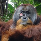 Orangotango selvagem trata ferida com planta analgésica