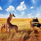 Como fazer um safári pela África
