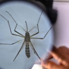 Brasil ultrapassa 6,5 milhões de casos prováveis de dengue este ano