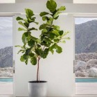 Ficus lyrata: significado e dicas de como cuidar da planta