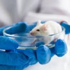 Pesquisadores eliminam HIV em animais com técnica de edição de DNA