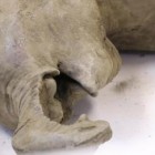 Bebê mamute incrivelmente preservado é encontrado no permafrost da Sibéria