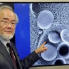 Bactéria mortal se espalha rapidamente no Japão