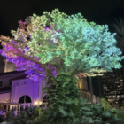 Wishing Tree – a árvore dos desejos de Palm Beaches