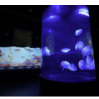 Loggerhead Center – o projeto Tamar da Florida