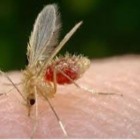 Leishmaniose - uma zoonose perigosa, mas não contagiosa