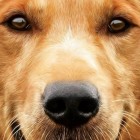 Conheça os 10 mais determinados cães do cinema