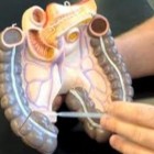 Cientistas descobrem novo órgão no corpo humano - o mesentério