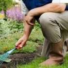 O que é a doença do jardineiro, que tem quase 40 casos no CE