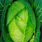 Repolho é considerado um alimento primordial para a saúde