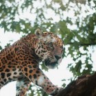 Animais da Amazônia: Onça Pintada Pode Entrar Na Lista De Extinção