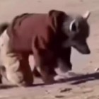Homem que diz ser “cachorro” provoca reação de cão real e confronto é registrado em vídeo