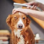 Dicas práticas para manter seu cachorro sempre cheiroso e saudável