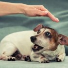 Pessoas negativas são rejeitadas até pelos cães