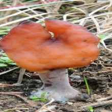 Os cogumelos venenosos do gênero Gyromitra