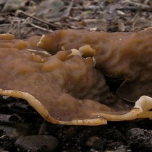 O cogumelo-copo-estriada comestível