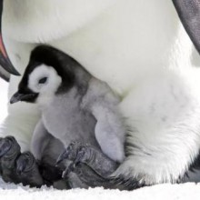 Pinguins-imperadores entram na lista de espécies ameaçadas, graças às mudanças climáticas