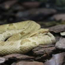 Descubra 10 cobras mais venenosas e nativas do Brasil