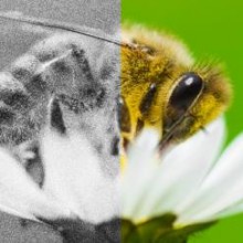 A vida de uma abelha foi cortada pela metade em apenas 50 anos