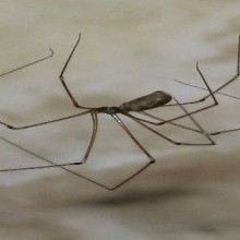 A aranha caseira de perna comprida é perigosa e venenosa?