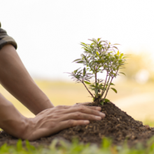 Saiba como plantar e cuidar da árvore da felicidade