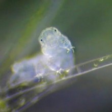 Veja como é o tardígrado visto no microscópio