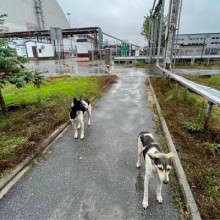 Os cães de Chernobyl podem nos ensinar novos truques de sobrevivência?