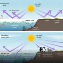 Buraco na camada de ozônio coloca vida selvagem antártica em risco