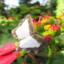 Qual a diferença entre borboletas e mariposas?