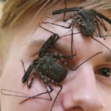 4 passos para superar o medo de insetos