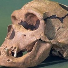 Uma capacidade curiosa diferenciou o Homo sapiens dos neandertais