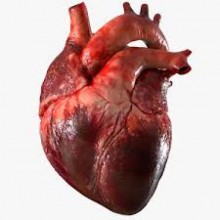 Conheça alguns hábitos que enfraquecem a saúde do seu coração