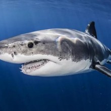 10 espécies de tubarões ameaçadas de extinção