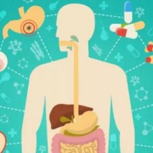 Motor da vida: como entender e acelerar o seu metabolismo?