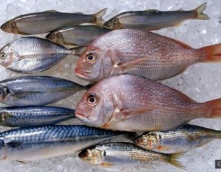 Posso comer peixe todos os dias?