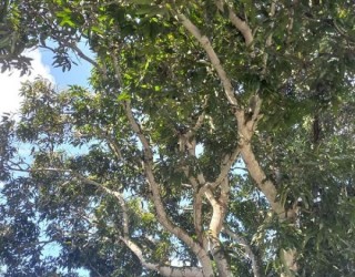 O cristão e o meio ambiente