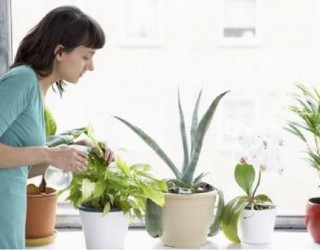 6 plantas que vão purificar o ar da sua casa